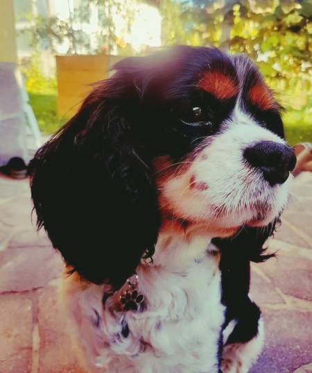 cavalier king charles paw black.jpg